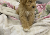 Maltipoo terrier oyuncu köpüş